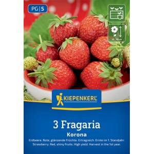Kiepenkerl Erdbeeren Korona: Rote, reife Erdbeeren in einer Schale.