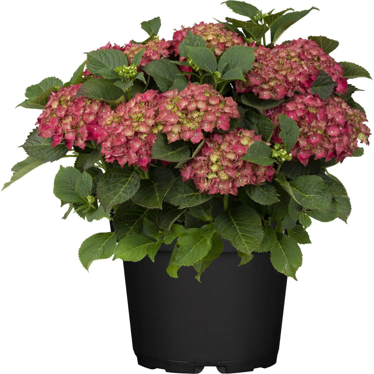 Bauernhortensie 'Rot' im Topf, ca. 30-50 cm hoch. Kräftige, rote Blüten und grüne Blätter.
