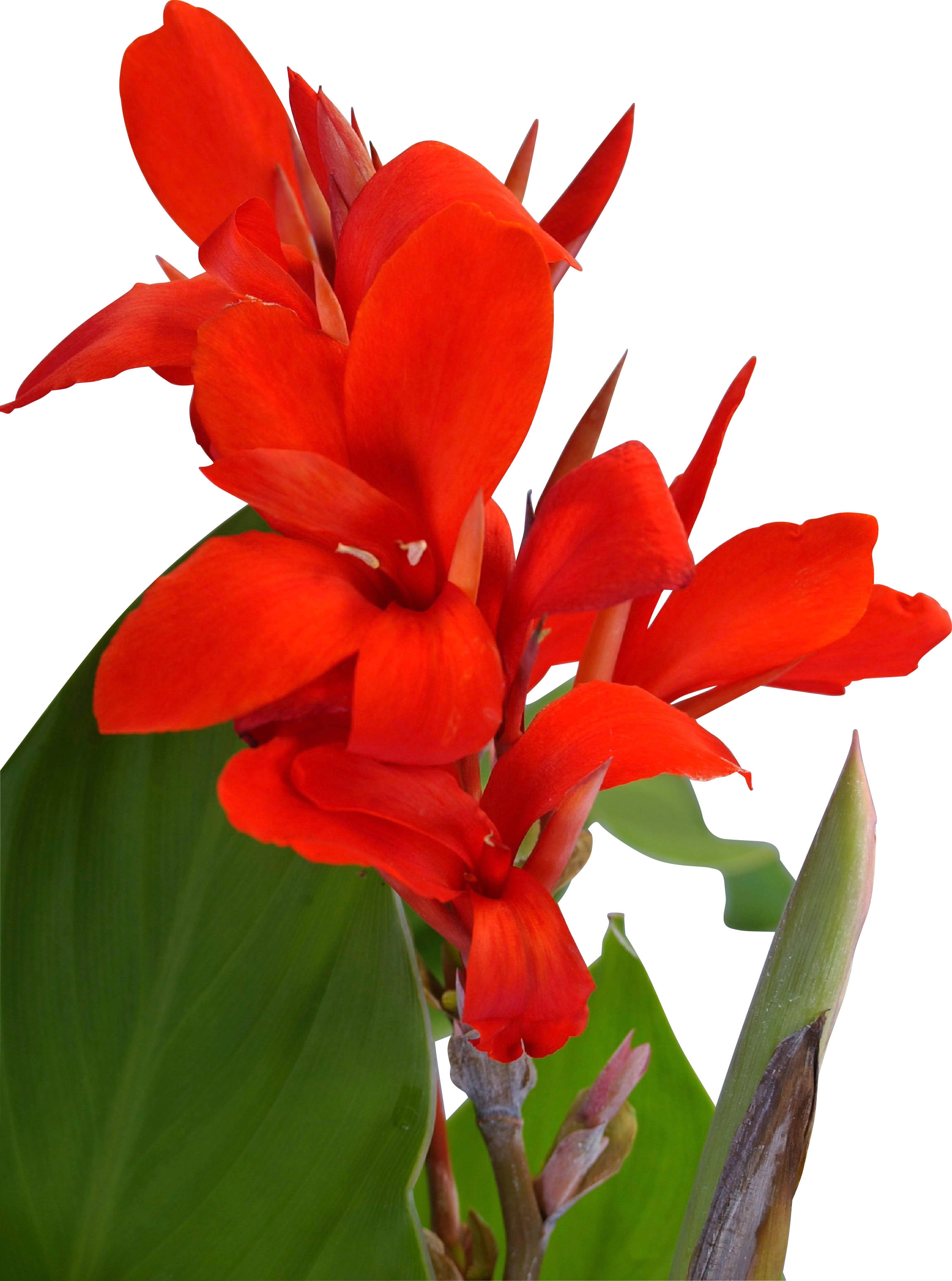 Indisches Blumenrohr sortiert TopfØ ca. 17 cm Canna kaufen bei OBI