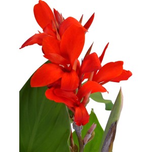 Indisches Blumenrohr (Canna) mit roten Blüten im Topf.