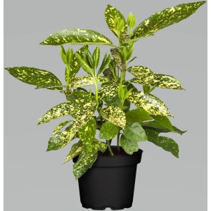 OBI Japanische Aucube "Variegata" Höhe ca. 30 - 40 cm Topf ca. 4 l Aucuba