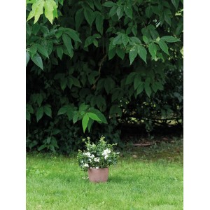 Deroma Egg Pot Pflanztopf, Ø 15,9cm, weiß, aus Terrakotta, im Garten.