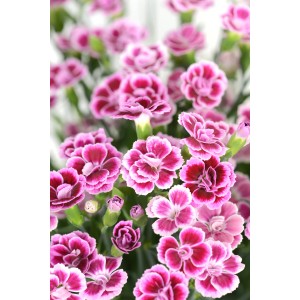 Nahaufnahme der rosa-violetten Blüten der Garten-Nelke 'Pink Kisses' im Topf. Blühende Kübelpflanze für Balkon und Garten.