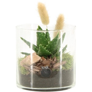 Aloe-Arrangement im Glasgefäß (Topf-Ø 12cm) mit Deko-Elementen.