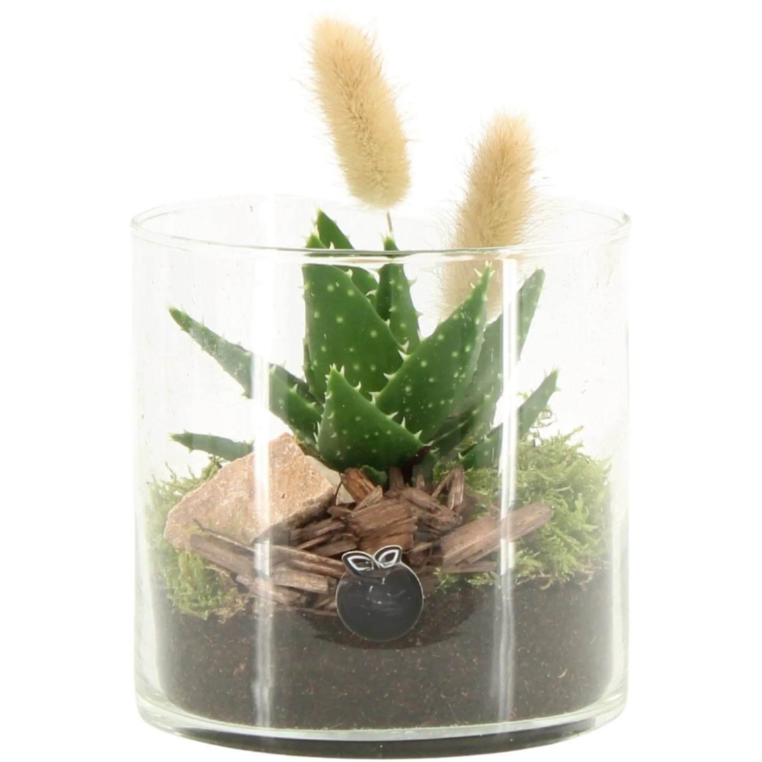 Aloe Vera kaufen bei OBI