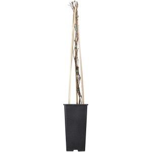 Mauerwein Purpurrot im Topf, Kletterpflanze mit Rankhilfe.