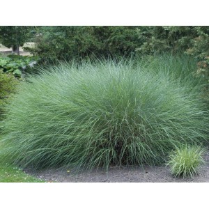 GROW by OBI Chinaschilf "Gracillimus" Silber Topf-Ø ca. 23 cm Miscanthus