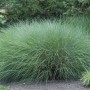 GROW by OBI Chinaschilf Gracillimus im Topf, dekoratives Ziergras mit filigranen Halmen.