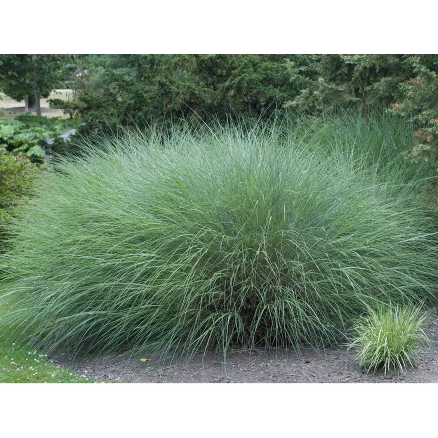 GROW by OBI Chinaschilf Gracillimus im Topf, dekoratives Ziergras mit filigranen Halmen.