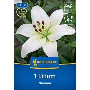 Kiepenkerl Blumenzwiebeln Asiatische Lilie Navona