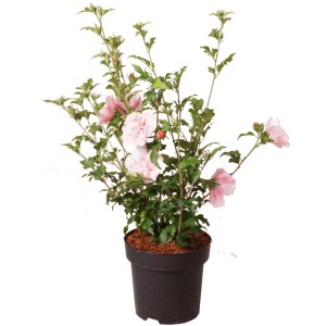 Hibiskus 'Pink Chiffon' im Topf, ca. 40 cm hoch, mit zartrosa Blüten.