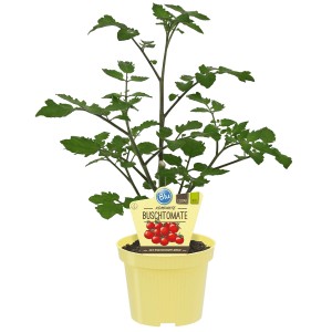 Blu Bio-Buschtomate Romello im gelben Topf, junge Pflanze mit grünen Blättern.