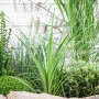 Keulenlilie (Cordyline australis) im Gartenbeet mit verschiedenen Grünpflanzen.