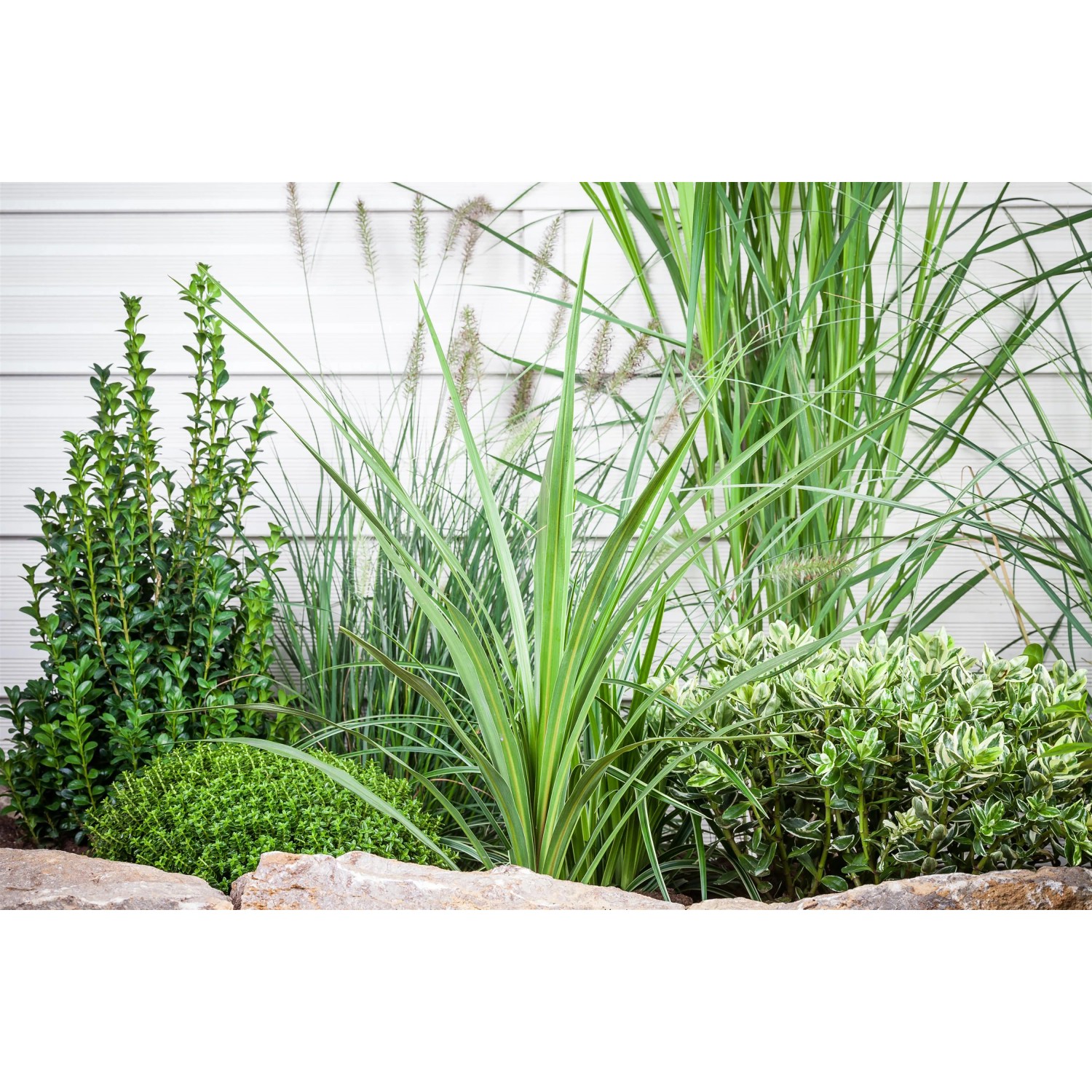 Keulenlilie (Cordyline australis) im Gartenbeet mit verschiedenen Grünpflanzen.