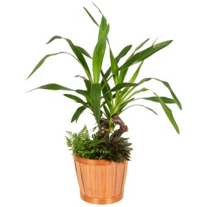 Grünpflanzen-Arrangement mit Palmlilie, Zwergpfeffer und Farn im Bambus-Topf.