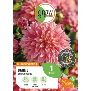 GROW by OBI Dahlie Garden Desire, rosa Blüte, ca. 50 cm hoch. Blumenzwiebel für Beet und Pflanzkästen.