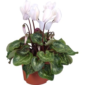 Alpenveilchen Midi Mix im Topf, weiße Blüten und grüne Blätter mit Muster.