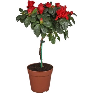 Zimmer-Azalee als Stamm im Topf mit roten Blüten, ca. 13 cm Topf-Durchmesser.