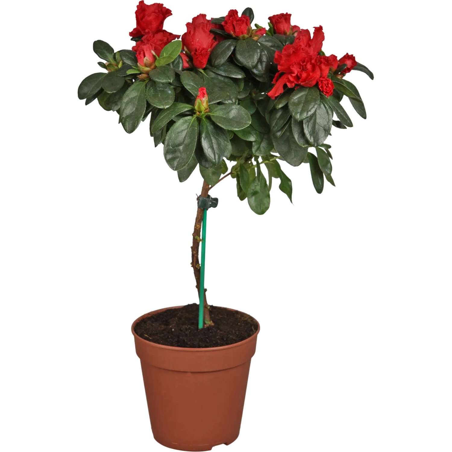 Zimmer-Azalee Stamm Topf- ca. 13 cm Azalea Rhododendron kaufen bei OBI