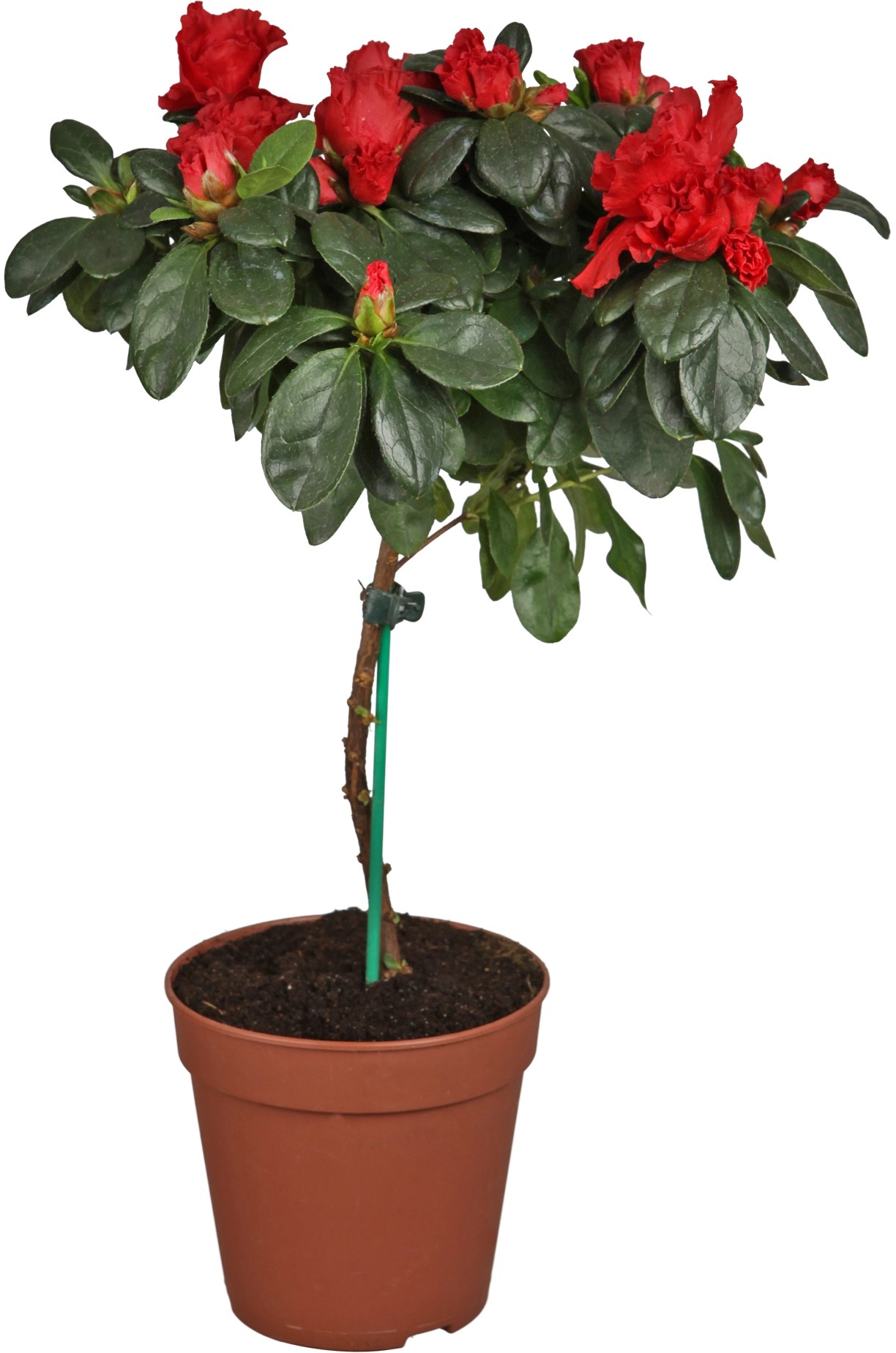 ZimmerAzalee Stamm TopfØ ca. 13 cm Azalea Rhododendron kaufen bei OBI