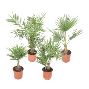 GROW by OBI Palmen Sortenmix, 4 verschiedene Palmen im braunen Topf, ca. 60-80cm hoch.