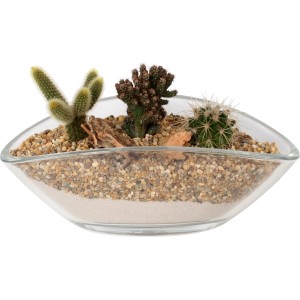 Kaktus-Arrangement im Glasgefäß, Topf-Durchmesser ca. 26 cm. Dekorative bepflanzte Schale mit Wüstenflair.