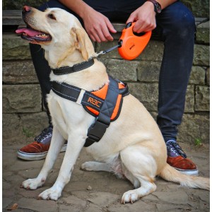 Schwarzes Heim RAC Hunde-Comfort-Geschirr Gr. L am Labrador mit orangener Leine.
