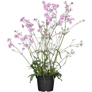 Kuckucksnelke Rosa im Topf, eine dekorative Teichpflanze mit zarten, rosa Blüten.