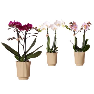 Schmetterlingsorchidee in Farben im Keramik-Gefäß Topf-Ø ca. 9 cm