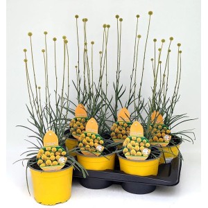 Trommelstöckchen 'Golf Beauty' im gelben Topf, Höhe ca. 40 cm.