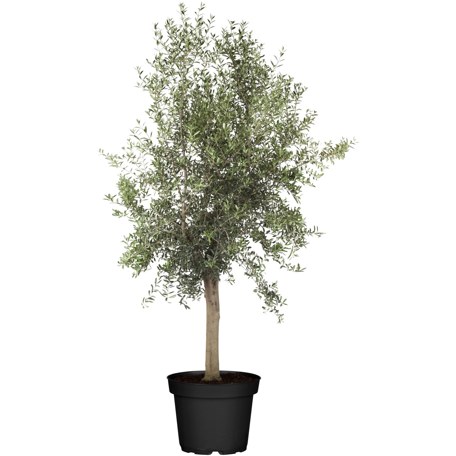 GROW by OBI Olivenbaum Stamm Hhe 125 - 150 cm Topf- ca. 40 cm Olea kaufen  bei OBI