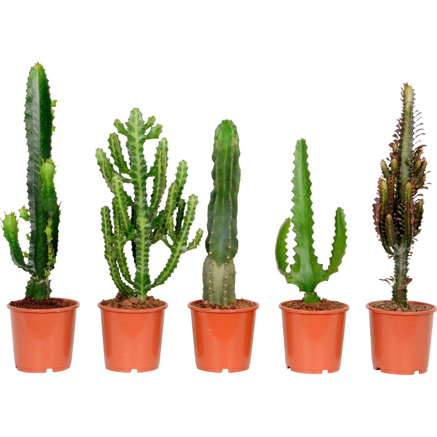 Wolfsmilch sortiert Hhe ca. 40 - 55 cm Topf- 17 cm Euphorbia kaufen bei  OBI