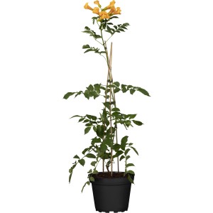 Gelbe Klettertrompete Summer Jazz im Topf, ca. 60-100cm hoch. Ideal zur Fassadenbegrünung.