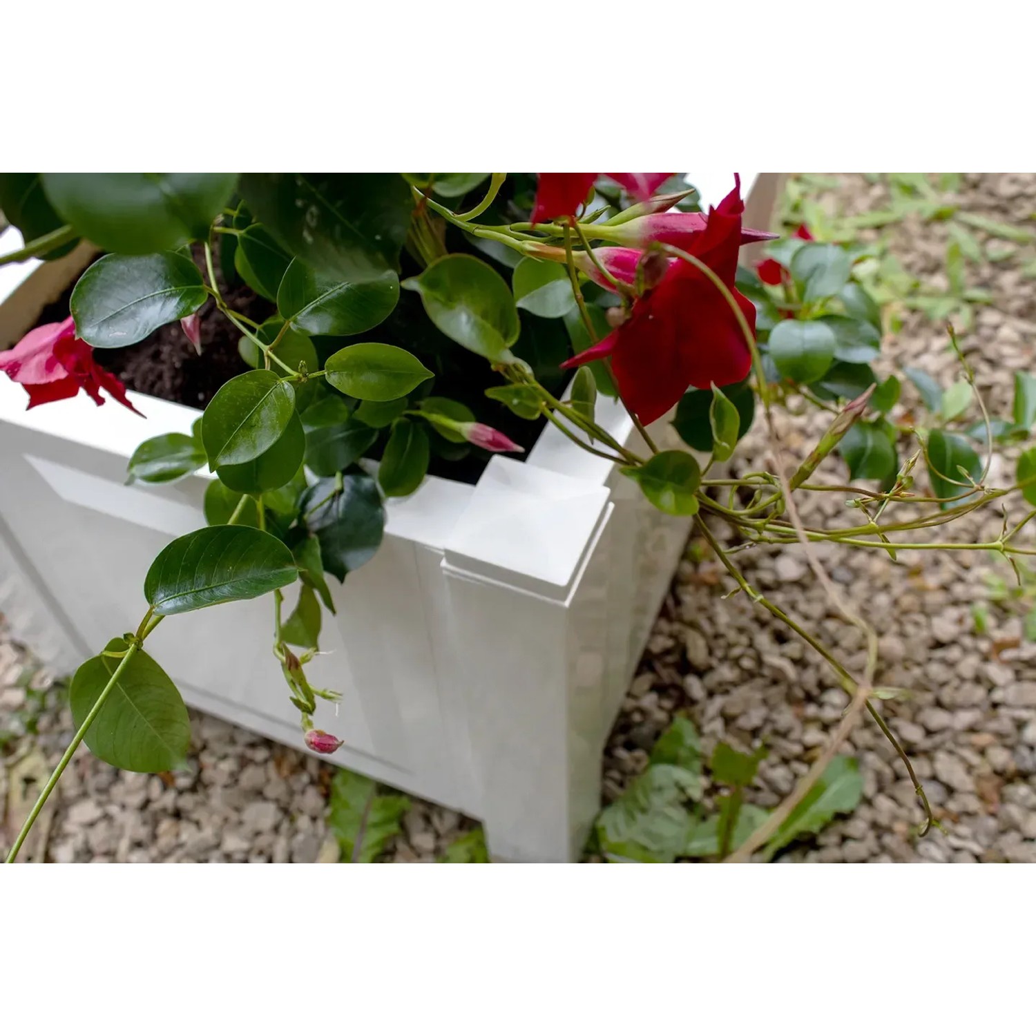 Quadratischer, weißer KHW Pflanzkasten mit roter Mandevilla auf Kiesboden.