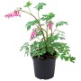 Tränendes Herz Rosa im Topf (ca. 17cm Ø) mit rosa, herzförmigen Blüten.