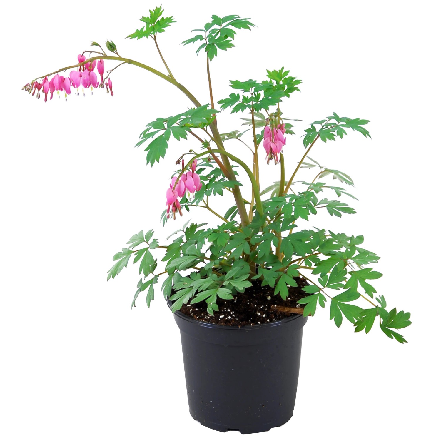 Tränendes Herz Rosa im Topf (ca. 17cm Ø) mit rosa, herzförmigen Blüten.