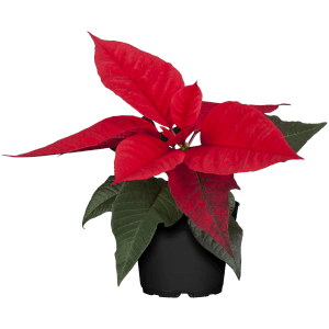 Weihnachtsstern Rot Höhe ca. 15 - 20 cm Topf-Ø ca. 9 cm Euphorbia pulcherrima