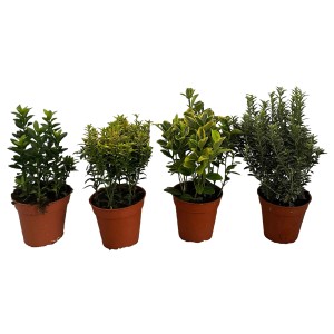 Immergrüne Kriechspindel Mix im Topf, verschiedene Sorten des Euonymus mit unterschiedlichen Blattfarben.