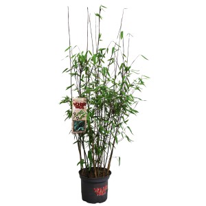 Gartenbambus Purple Black im Topf, ca. 60 cm hoch. Ziergras mit dunklen Halmen und grünen Blättern.