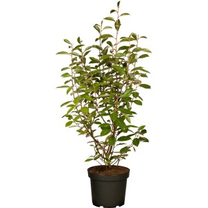 Wintergrüne Ölweide Set à 60 Stk. Höhe ca. 80-100cm Elaeagnus ebbingei