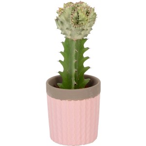 Korallen-Wolfsmilch Arrangement im pastellfarbenen Topf (ca. 8 cm Ø) für Innenräume.