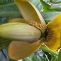Blühende Japanische Faserbanane (Musa basjoo) im Topf, Nahaufnahme der gelben Blüte.