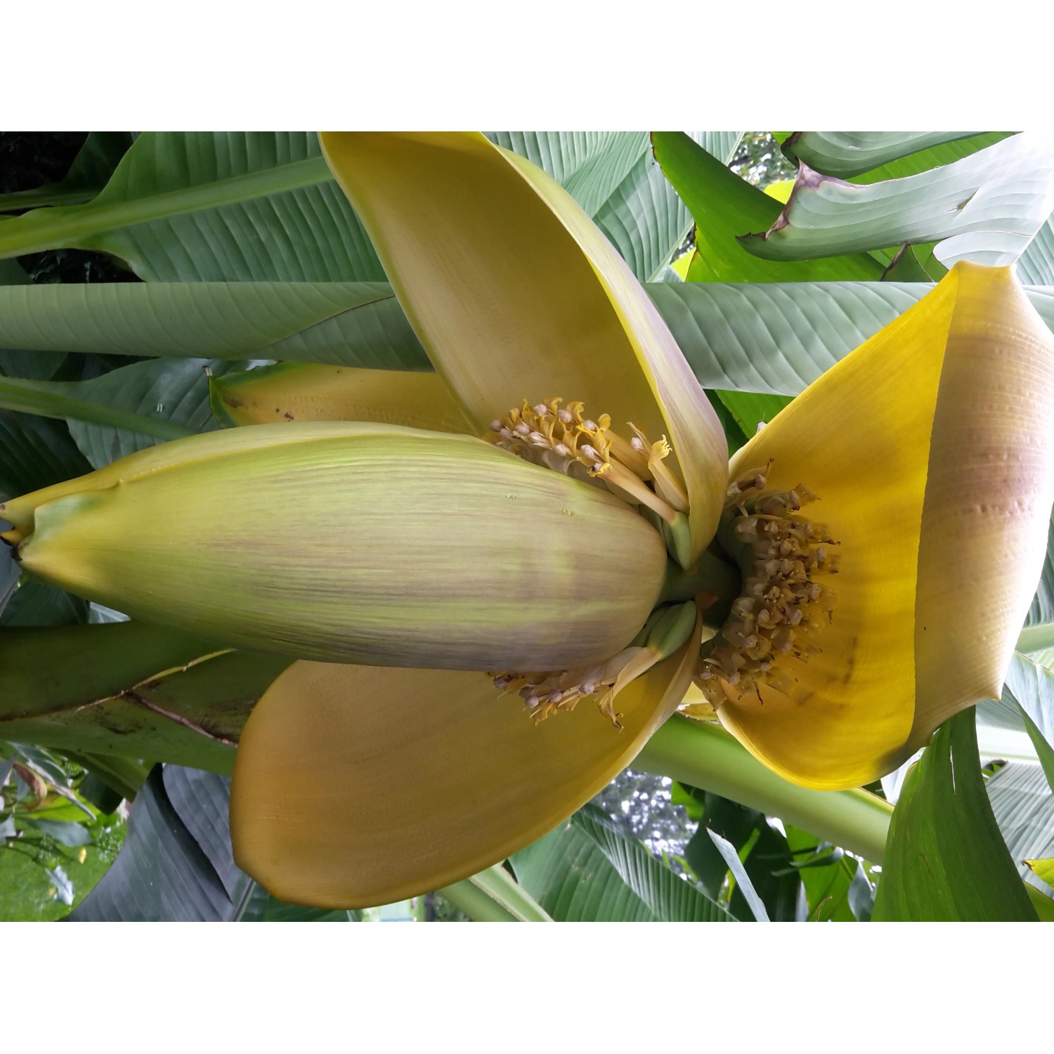 Blühende Japanische Faserbanane (Musa basjoo) im Topf, Nahaufnahme der gelben Blüte.