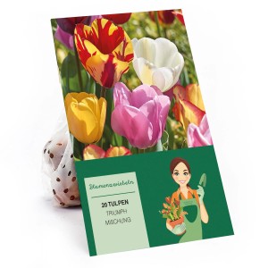Tulipa Triumph Mischung: 20 Blumenzwiebeln mit farbenprächtigen Tulpen für Beet und Garten.