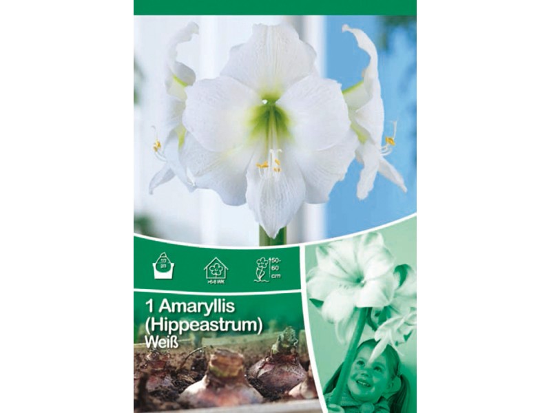 Amaryllis Weiß kaufen bei OBI