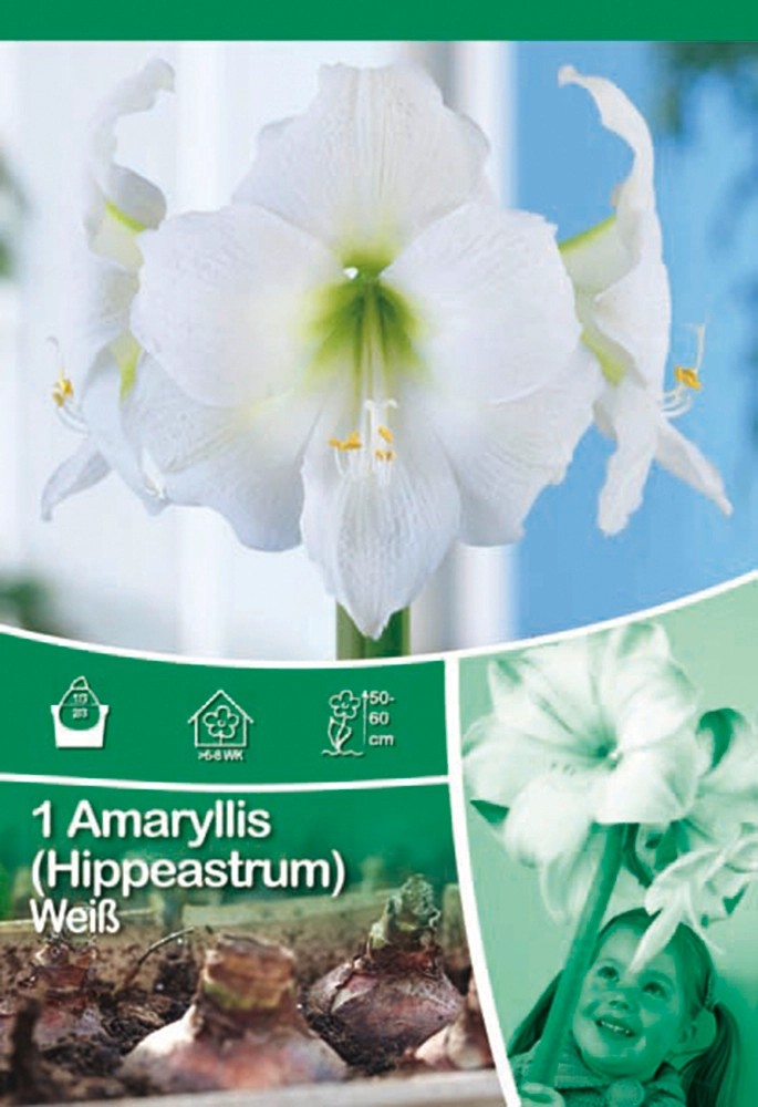 Amaryllis Weiß kaufen bei OBI