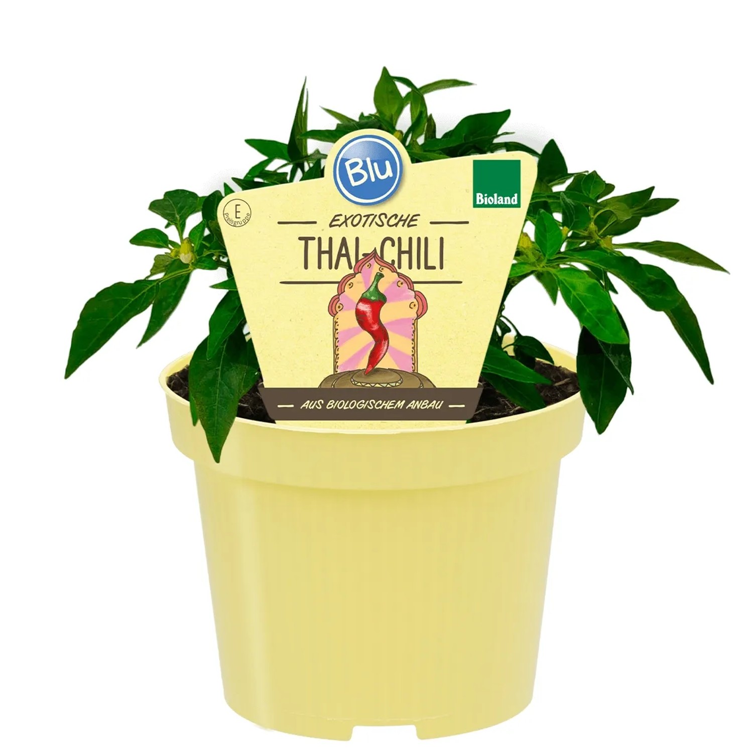 Blu Bio-Thai-Chili Topf- ca. 12 cm Capsicum annuum kaufen bei OBI