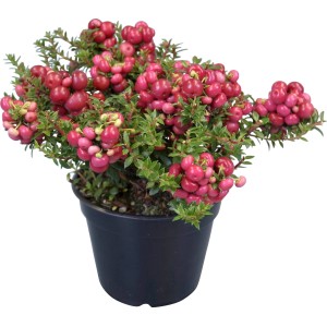 Torfmyrte mit roten Beeren im Topf, ca. 20-25 cm hoch. Dekorative Beerensträucher für Herbst und Winter.