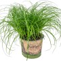 Katzengras Zumula im Topf, grüne Halme, ca. 10-20 cm hoch.