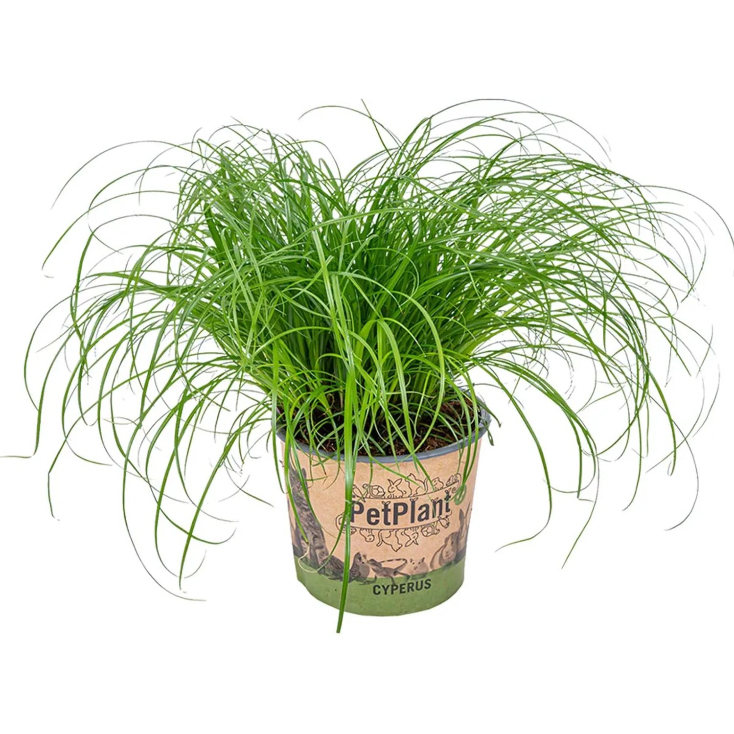 Katzengras Zumula im Topf, grüne Halme, ca. 10-20 cm hoch.